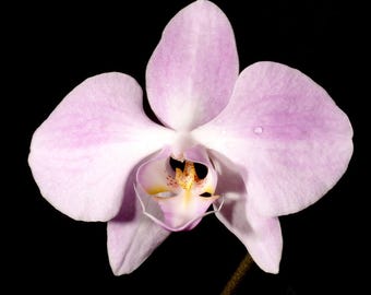 Bloomify Live Phalaenopsis sanderiana – Elegant Moth Orchid with Soft Pink Petals & Graceful Form, Easy to Grow and Long-Lasting Blooms