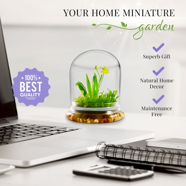 K&ouml;nnte beinhalten: Ein Miniaturgarten unter einer Glasglocke. Der Sockel ist hellbraun mit kleinen Steinen. Der Garten zeigt gr&uuml;ne Pflanzen und eine gelbe Blume. Text enth&auml;lt "Your Home Miniature Garden", "Superb Gift", "Natural Home Decor" und "Maintenance Free".