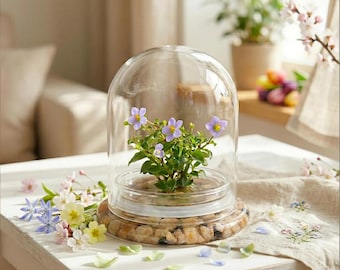 Persian Violet Terrarium, Elegant Live Flowering Plant Gift, Continuous Blooming, Self-Growing, No-Watering, Zero-Maintenance Indoor Glass