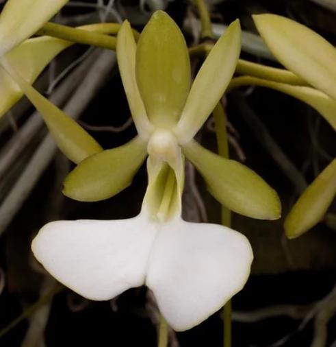 約410mm 1590g超綺麗雪花オブシディアン六角柱B86Z2/179Z12B Dendrophylax Fawcetti, Cayman Ghost Orchid, White Flowering