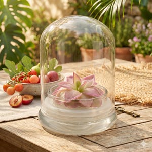 May include: A clear glass cloche with a small pink succulent plant inside, sitting on a wooden table. The cloche has a rounded top and a wide base. The succulent has delicate, light pink leaves. The scene is outdoors with other plants and produce in the background.