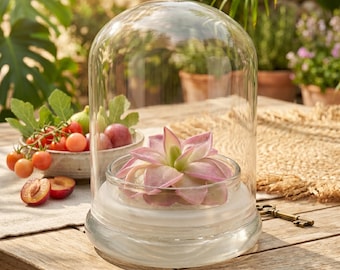 Bloomify Live Pinguicula “Fumiko” (Rosy-Lavender Mexican Butterwort Hybrid) in Glass Terrarium – Zero-Care Carnivorous Plant, Natural Gnat