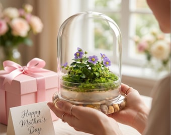 Bloomify Persian Violet, Sundew Moss and Coleus in Terrarium Jar, a small oasis of greenery in the city, easy to grow and requiring minimal