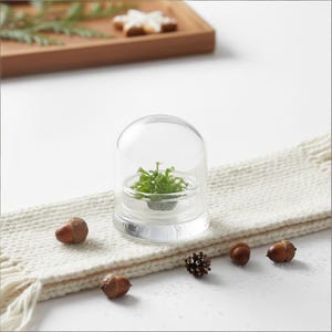 May include: A clear glass terrarium with a small green plant inside. The terrarium is on a white knitted scarf, with several acorns and a pinecone scattered around it. A wooden tray with greenery and cookies is in the background.