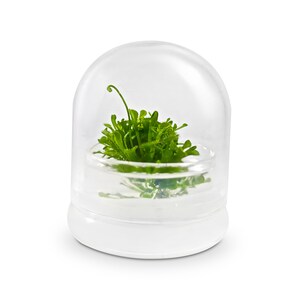 May include: A small, clear glass terrarium with a white base, housing a vibrant green plant. The plant is surrounded by water and covered by a clear, dome-shaped lid. The terrarium is designed to create a miniature ecosystem.