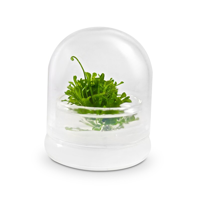 May include: A small, clear glass terrarium with a white base, housing a vibrant green plant. The plant is surrounded by water and covered by a clear, dome-shaped lid. The terrarium is designed to create a miniature ecosystem.