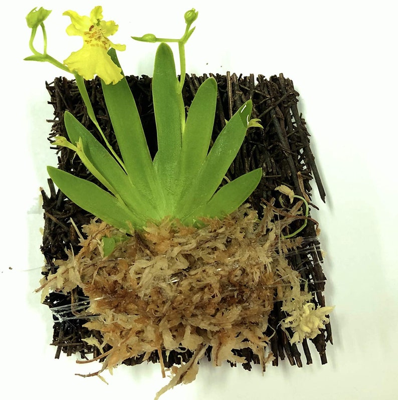 Mounted Orchid Psygmorchis pusilla Miniature oncidium orchid wood fern 30 DAYS Healthy Plant Guarantee image 2