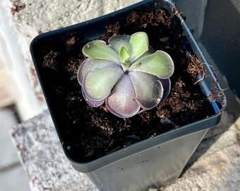 Bloomify Live Pinguicula cyclosecta - Rare Violet-Toned Mexican Butterwort, Rosette-Forming Carnivorous Plant, Effortless to Grow