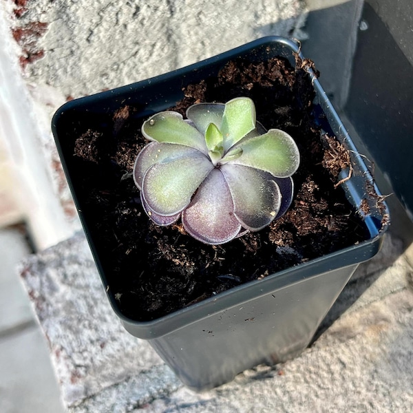 Bloomify Live Pinguicula cyclosecta - Rare Violet-Toned Mexican Butterwort, Rosette-Forming Carnivorous Plant, Effortless to Grow
