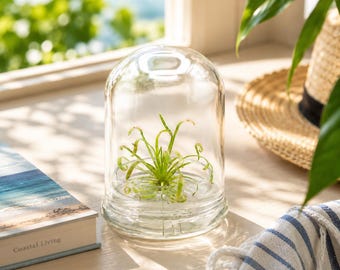 Bloomify Live Cape Sundew terrarium – Maintenance-Free Gift for Enthusiasts, Collectors, & Nature Lovers, Natural Fungus Gnat, Pet-Safe