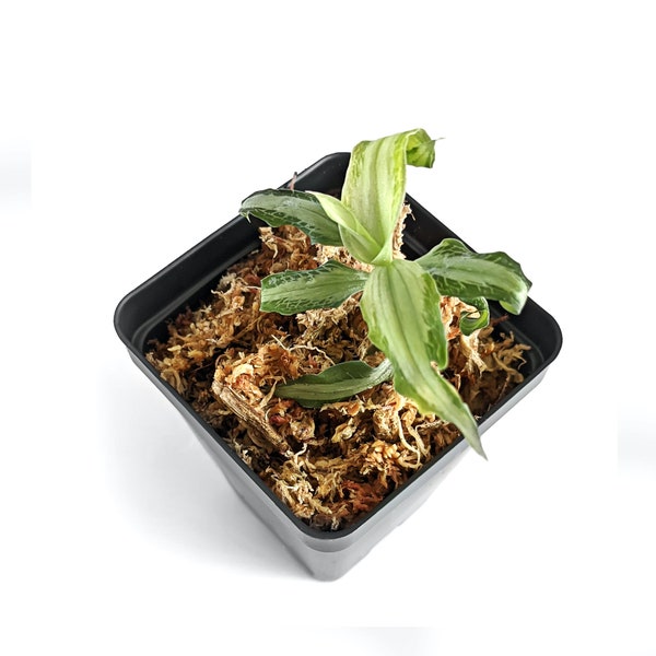 Aspidogyne Argentea (Silver Aspidogyne), Jewel Orchid, Silver Veins Leaf, Potted (30 DAYS Healthy Plant Guarantee)