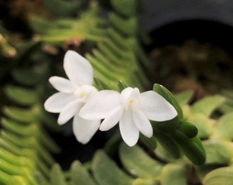 Angraecum distichum Seedlings Angraecum distichum Seedlings