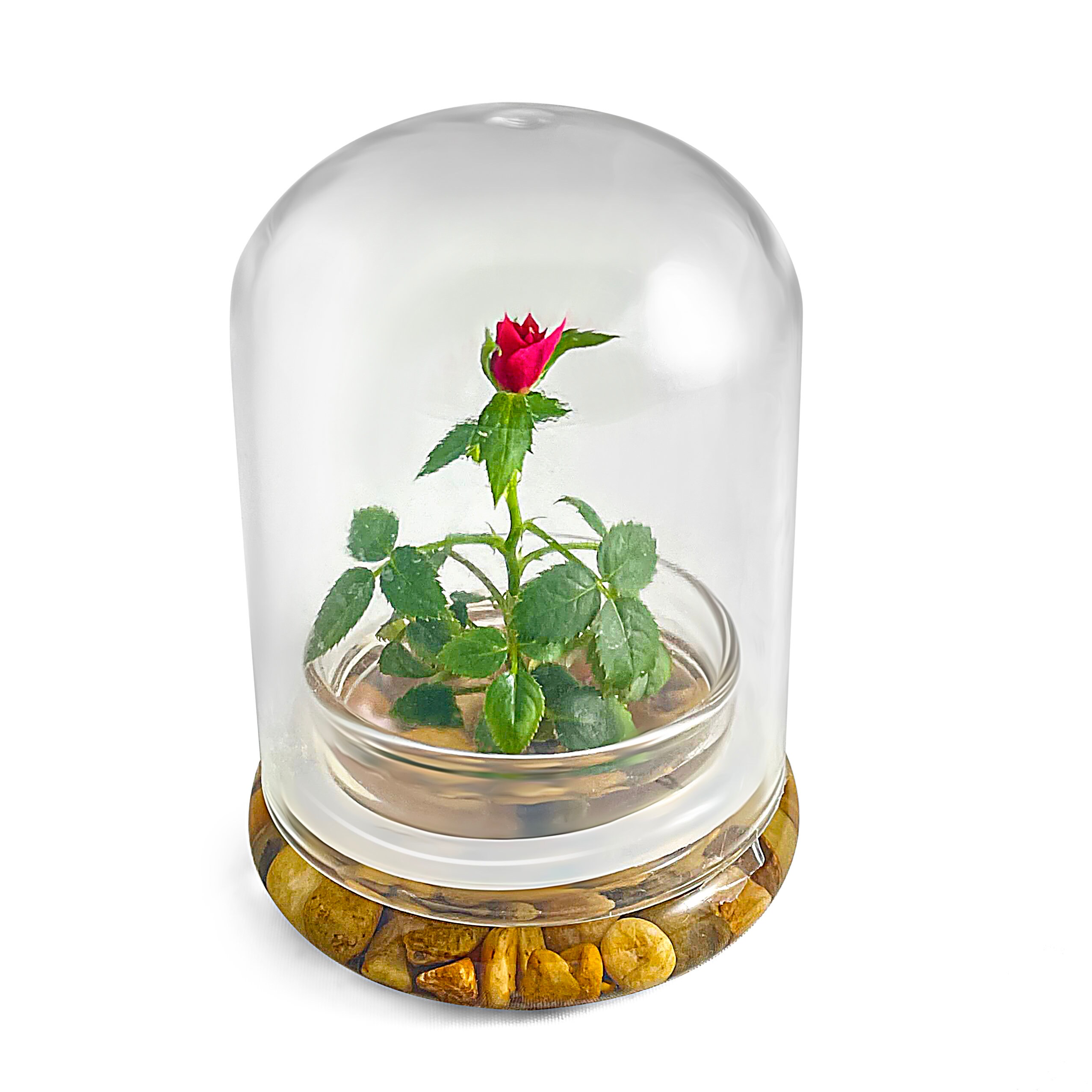 Live Rose Terrarium Miniature Rose in Selfsustaining Glass Etsy