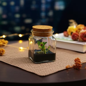 Live Miniature Orchid Terrarium, Haraella Retrocalla, Rear Facing Lip Spur Haraella, Black Gel