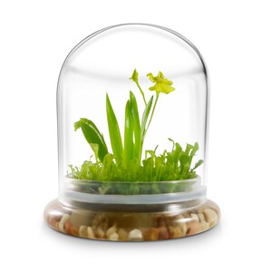 K&ouml;nnte beinhalten: Ein kleines Terrarium mit einer transparenten Glaskuppel, das eine leuchtend gr&uuml;ne Pflanze mit einer gelben Bl&uuml;te zeigt. Der Sockel besteht aus kleinen Kieselsteinen und einem transparenten, kreisf&ouml;rmigen Beh&auml;lter. Die Kuppel ist etwa 15 cm hoch.
