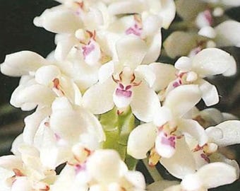 Tuberolabium kotoense x sib, Compact Orchid with Fragrant Star-Shaped Blooms
