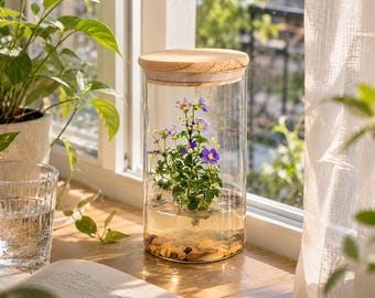 Persian Violet (Exacum Affine) - Live Flower Terrarium in Self-Sustaining Glass Jar, Maintenance Free and Blooms All-Season, 100% Growth