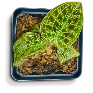Macodes Petola (Jewel Orchid), DENSE lighting bolt patten (gold veins), potted (30 DAYS Healthy Plant Guarantee)