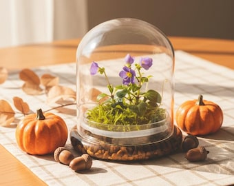 Awarded: Everlasting Persian Violet  Live Flower Terrarium with Sundew Moss, Maintenance Free, Blooms All-Season, 100% Growth Guarantee