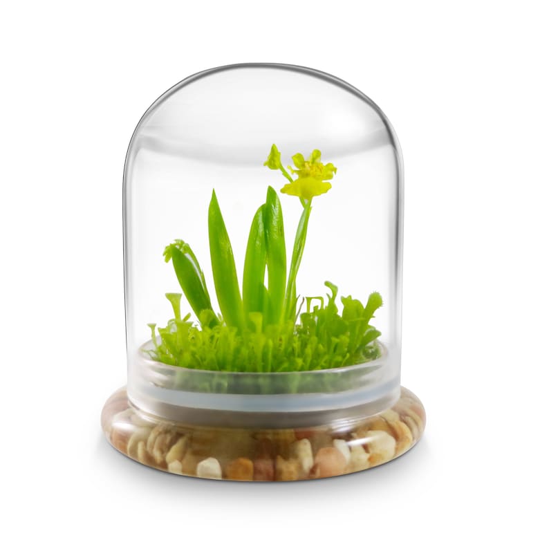 K&ouml;nnte beinhalten: Ein kleines Terrarium mit einer transparenten Glaskuppel, das leuchtend gr&uuml;ne Pflanzen und eine zarte gelbe Bl&uuml;te zeigt. Der Sockel besteht aus kleinen, bunten Kieselsteinen. Ein dekoratives Element f&uuml;r den Innenbereich.