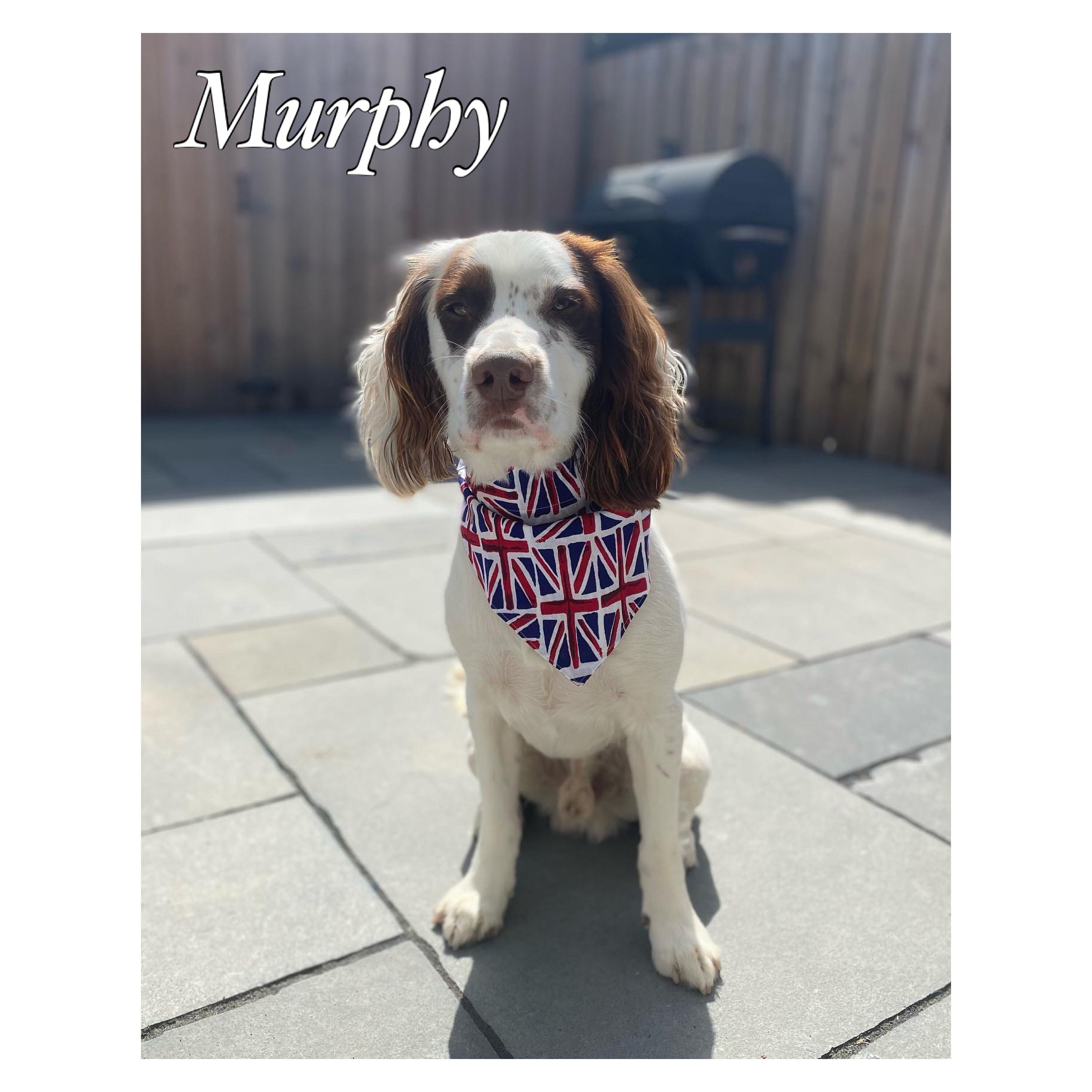 Union Jack Dog Bandana British Flag UK Great Britain Slip Etsy