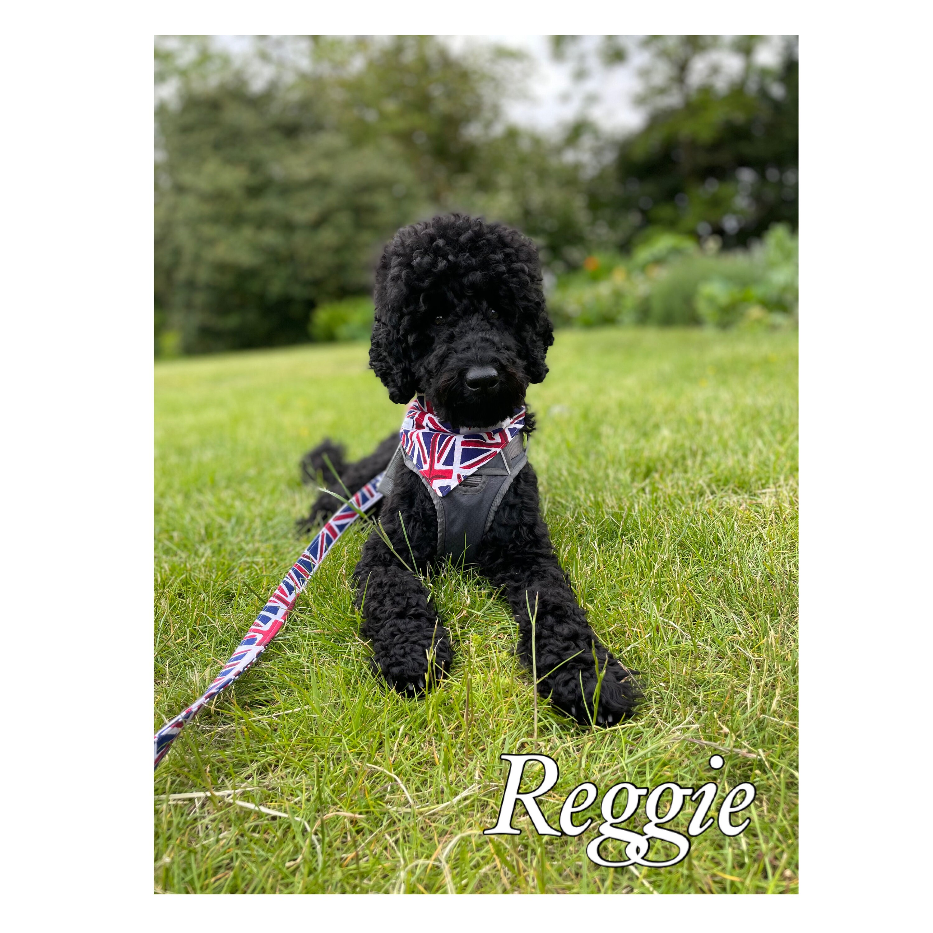 Union Jack Dog Bandana British Flag UK Great Britain Slip Etsy