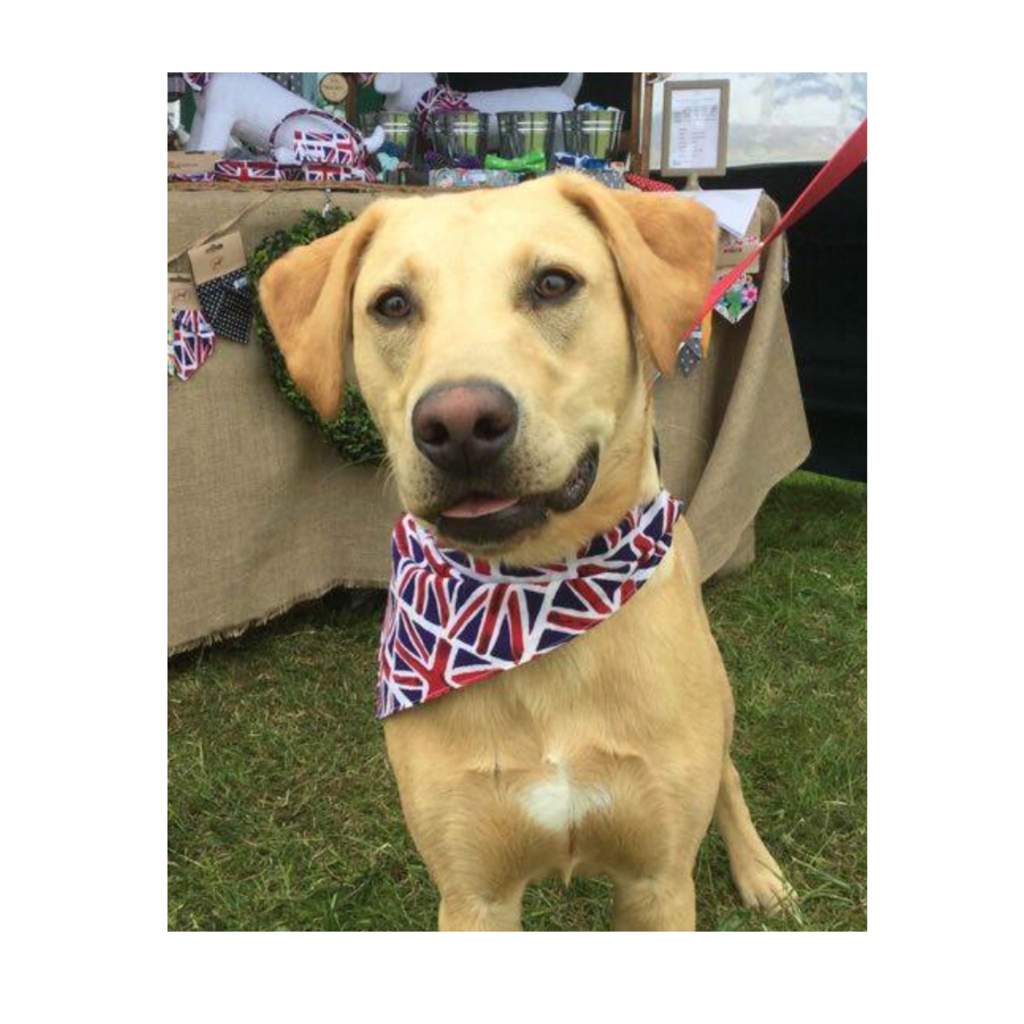 Union Jack Dog Bandana British Flag UK Great Britain Slip Etsy