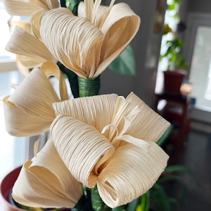 Couleur naturelle de fleur de maïs/Flor de hoja de maiz