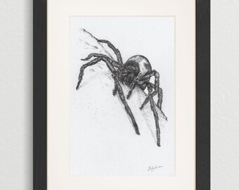 Lace-weaver Spider - Original pencil drawing. Black & white graphite illustration.