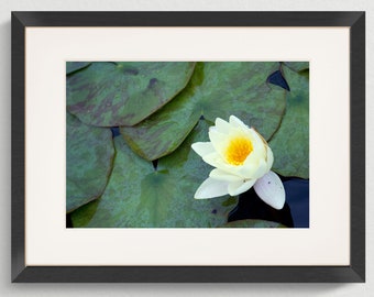 Water Lily - A4  Photography giclee print.