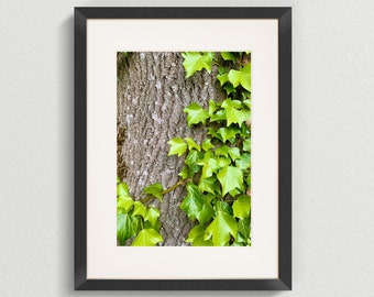 Ivy on Tree - A4  Photography giclee print.