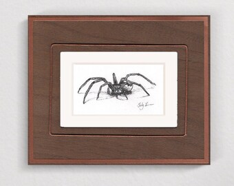 Anelosimus Vittatus Spider - Original pencil drawing. Black & white graphite illustration.