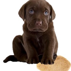 May include: A brown Labrador Retriever puppy sitting on a light brown surface. The puppy has blue eyes and is looking at the camera.