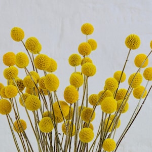 15-Stem Bunch of Dried Craspedia Billy Balls Yellow Drumstick Flowers for Rustic or Country Floral Arrangements and Wedding Bouquets image 1