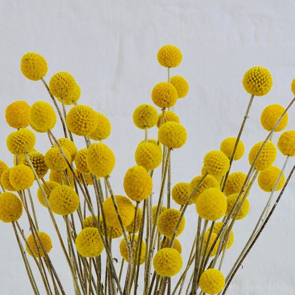 15-Stem Bunch of Dried Craspedia Billy Balls - Yellow Drumstick Flowers for Rustic or Country Floral Arrangements and Wedding Bouquets