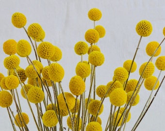 15-Stem Bunch of Dried Craspedia Billy Balls - Yellow Drumstick Flowers for Rustic or Country Floral Arrangements and Wedding Bouquets