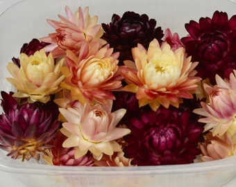 Extra Small Dried Strawflowers 20 pc's, Florist supply Potpourri Craft supply Home decor DIY Wedding table decor, Pink/ Purple mix