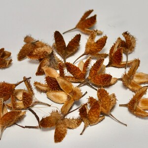 Organic Beech Tree Seeds for Natural Wreath Decoration, Jewelry Making, and Floristry Accessories (25/50/70/100 Pieces)