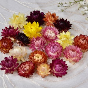 Ausgewählte Kleine Getrocknete Strohblumen 20 Stück Pink, Lila, Gelb, Apricot Schattierungen Strohblumen Hochzeit Blumen für Harz