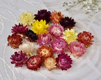 Selected Small Dried Strawflowers 20 pcs Pink, purple, yellow, apricot Shades Strawflowers Wedding Flowers for resin