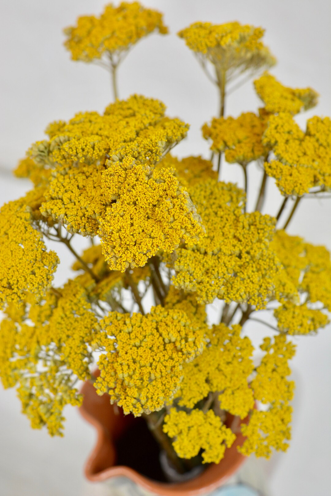Dried Yarrow Bunches Natural Yellow Yarrow Dried Flowers Etsy