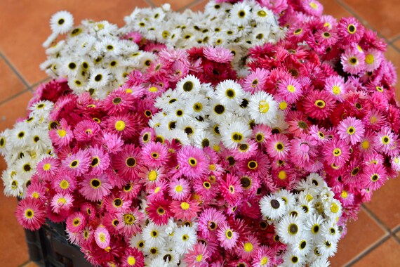 Bouquet De Fleurs De Paille Séchée Blanche Fleur Préservée De Roseum Dhelipterum Pour La Décoration Fleur De Paille Séchée Fleur De Parfums