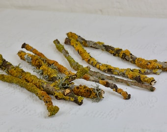 Branches for craft / Yellow moss covered branches / Florist supplies / rustic Easter decor arrangements decors filler