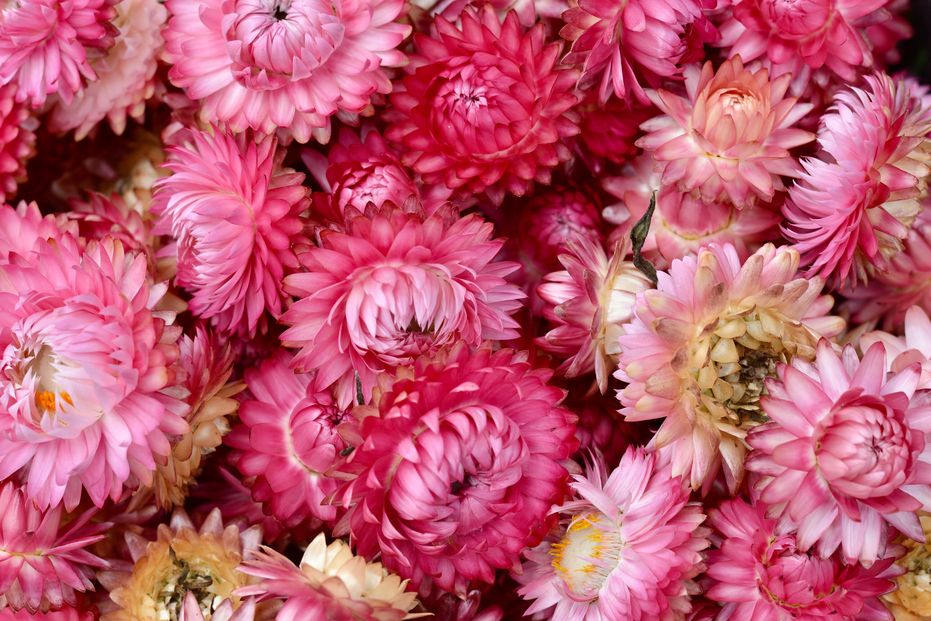 Bunch of dried pink flowers · Free Stock Photo