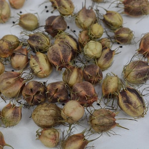 Plus de 50 têtes de fleurs séchées en gousses de nigelle pour vos projets de bricolage, compositions de fleurs séchées, décoration rustique, naturelle, intérieure.