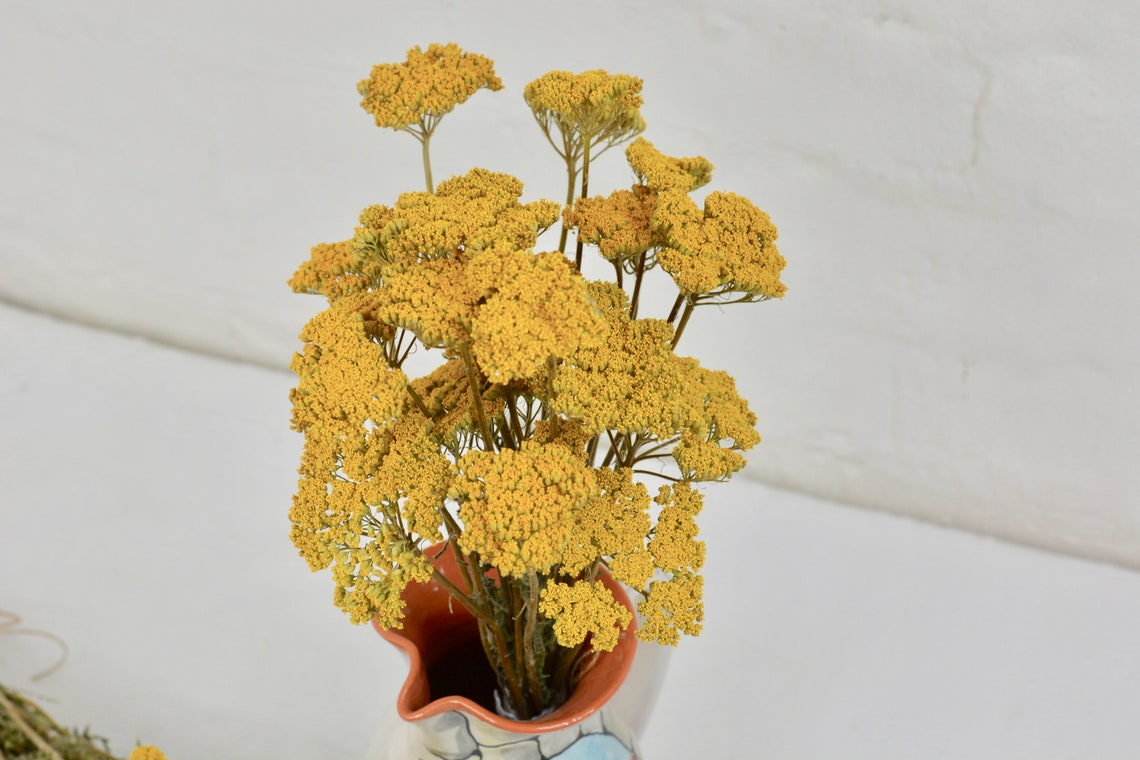 Dried Yarrow Bunches Natural Yellow Yarrow Dried Flowers Etsy