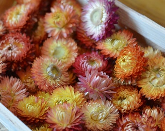 Dried Strawflowers heads 100 pc's, Dried flowers Florist supply Potpourri Craft supply Home decor DIY Wedding table decor, Apricot.