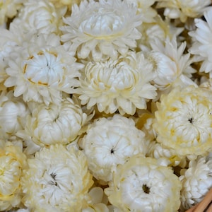 Dried Strawflower heads 25/50/100 pc's White/Ivory, Dried flowers Florist supply Potpourri Craft supply Home decor DIY Wedding table decor