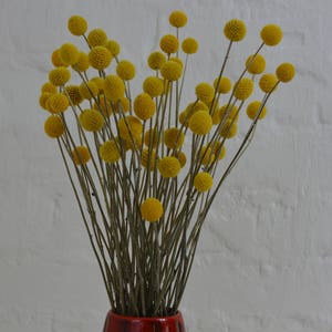 15-Stem Bunch of Dried Craspedia Billy Balls Yellow Drumstick Flowers for Rustic or Country Floral Arrangements and Wedding Bouquets image 4