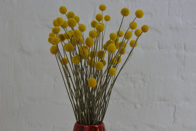 15-Stem Bunch of Dried Craspedia Billy Balls Yellow Drumstick Flowers for Rustic or Country Floral Arrangements and Wedding Bouquets image 4